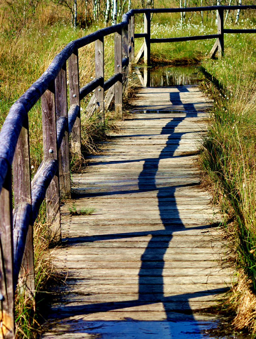 Steg im Dosenmoor