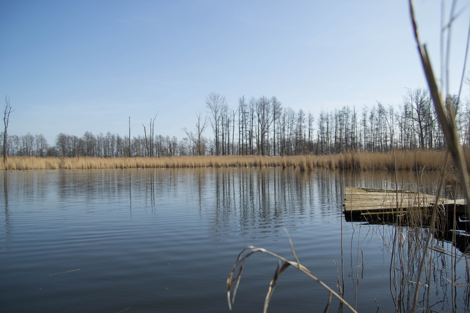 Steg im Frühling