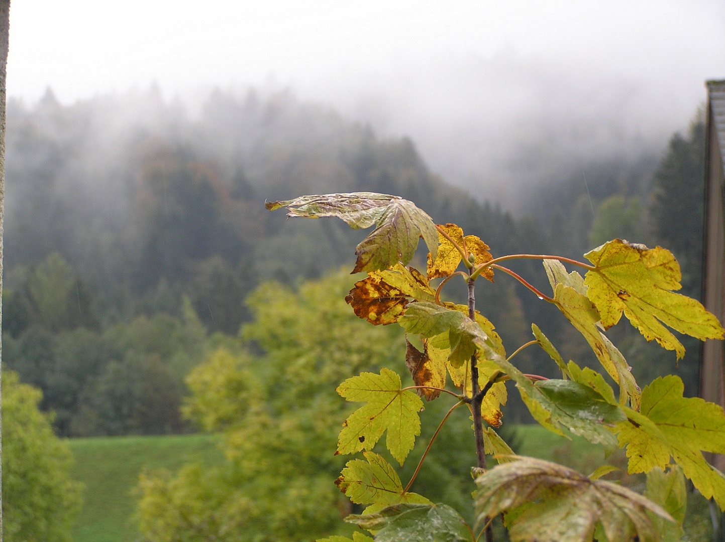 Steg im Tösstal