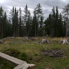 Steg im Urwald der hohen Tauern