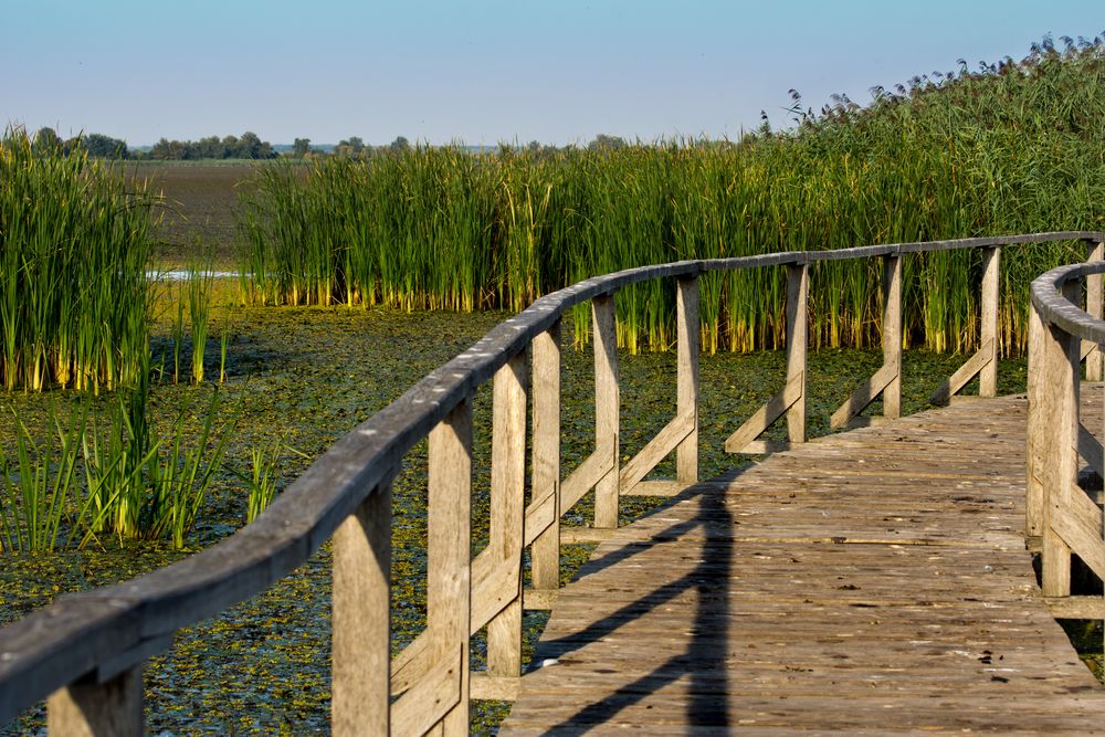 Steg im Vogelreservat