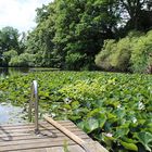 Steg in den Teich.. Schlosspark Dennenlohe