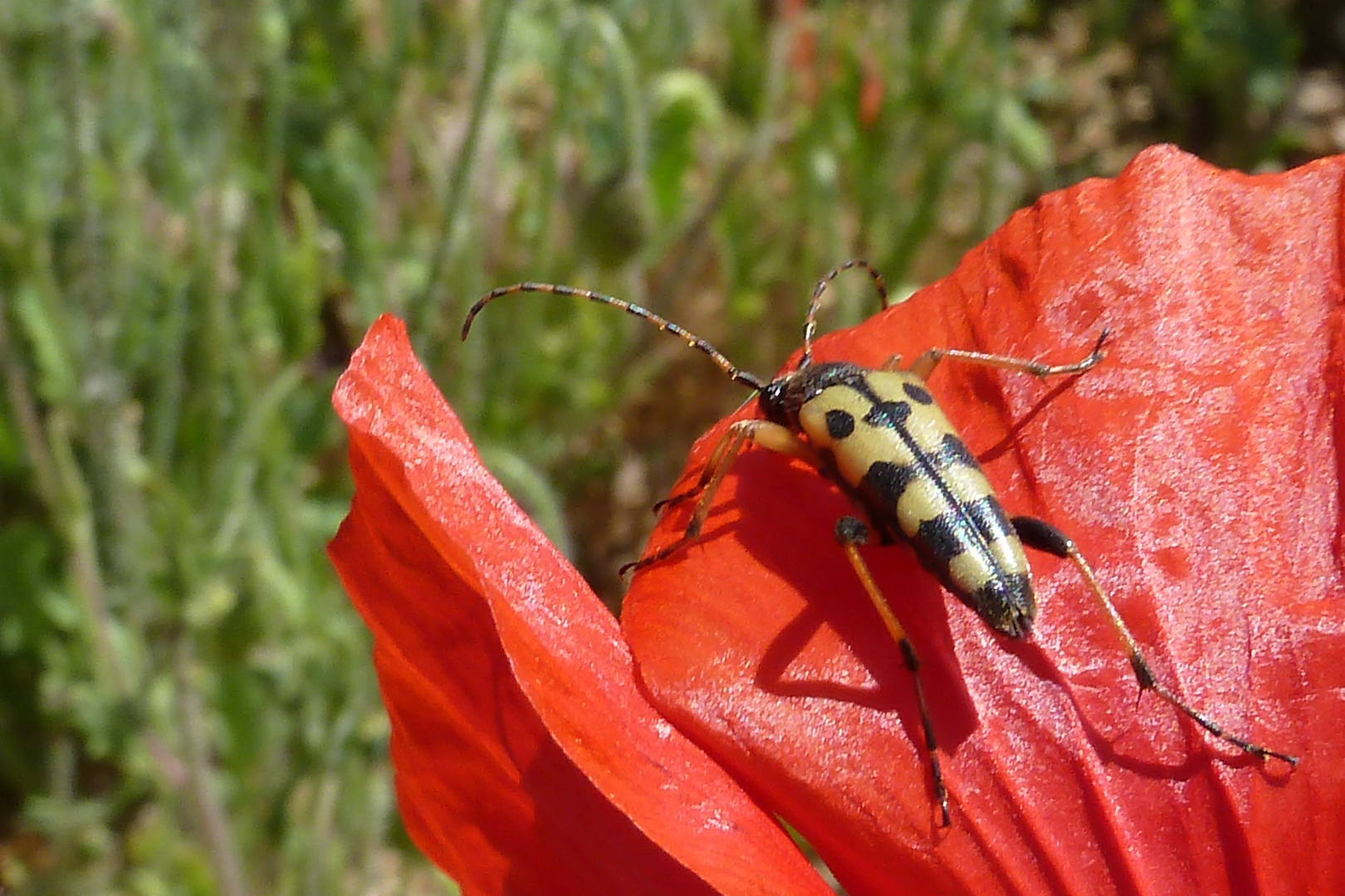 steh auf Rot / Mohn