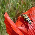 steh auf Rot / Mohn