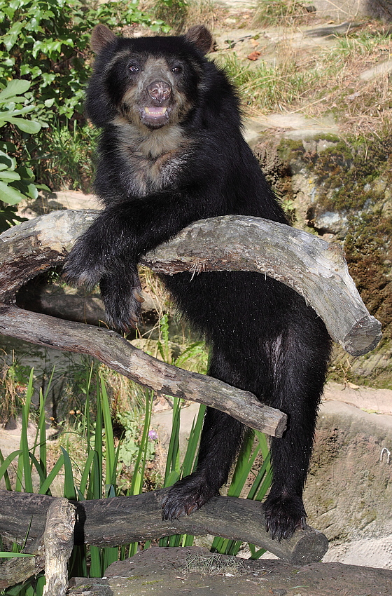 "Steh ich so richtig?" .... sprach der Brillenbär.