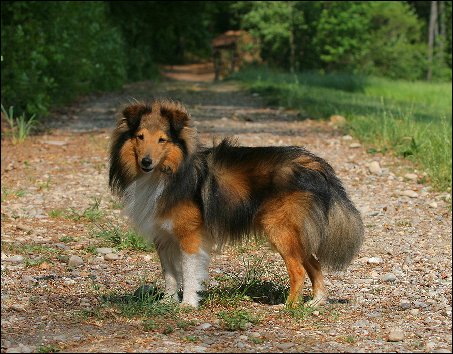 Steh-Sheltie