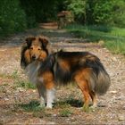 Steh-Sheltie