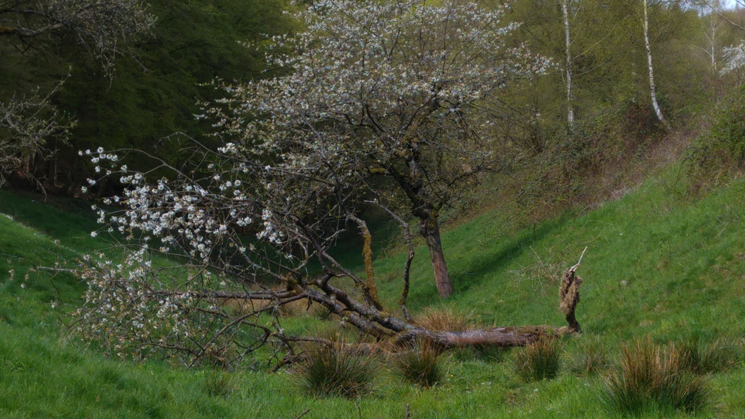 Stehauf-Baum