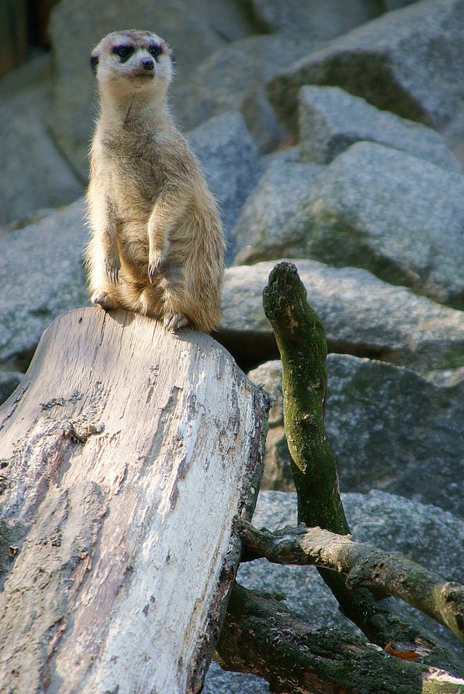 Stehaufmännchen