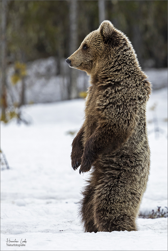 Stehbär