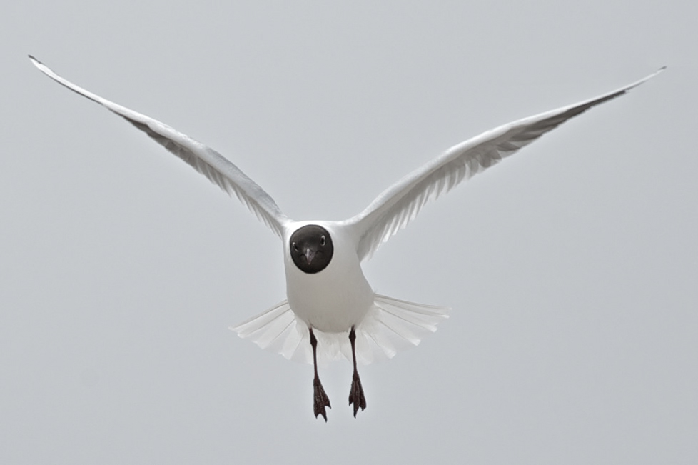 ... stehen im wind ...