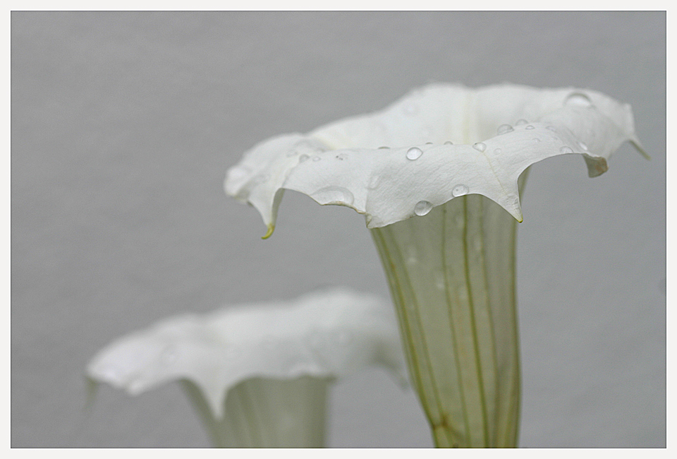 stehende Datura