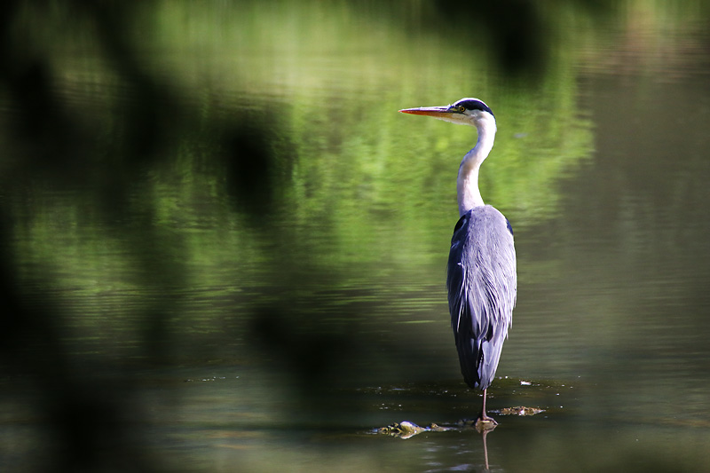 stehender Graureiher im Weiher