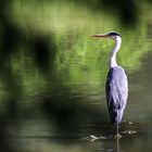 stehender Graureiher im Weiher