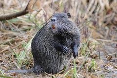 Stehender Nutria