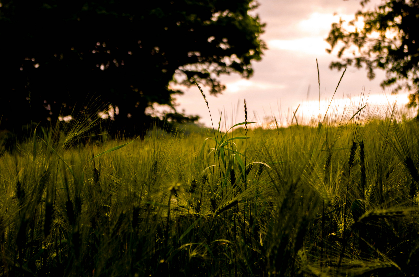 Stehendes-Feld