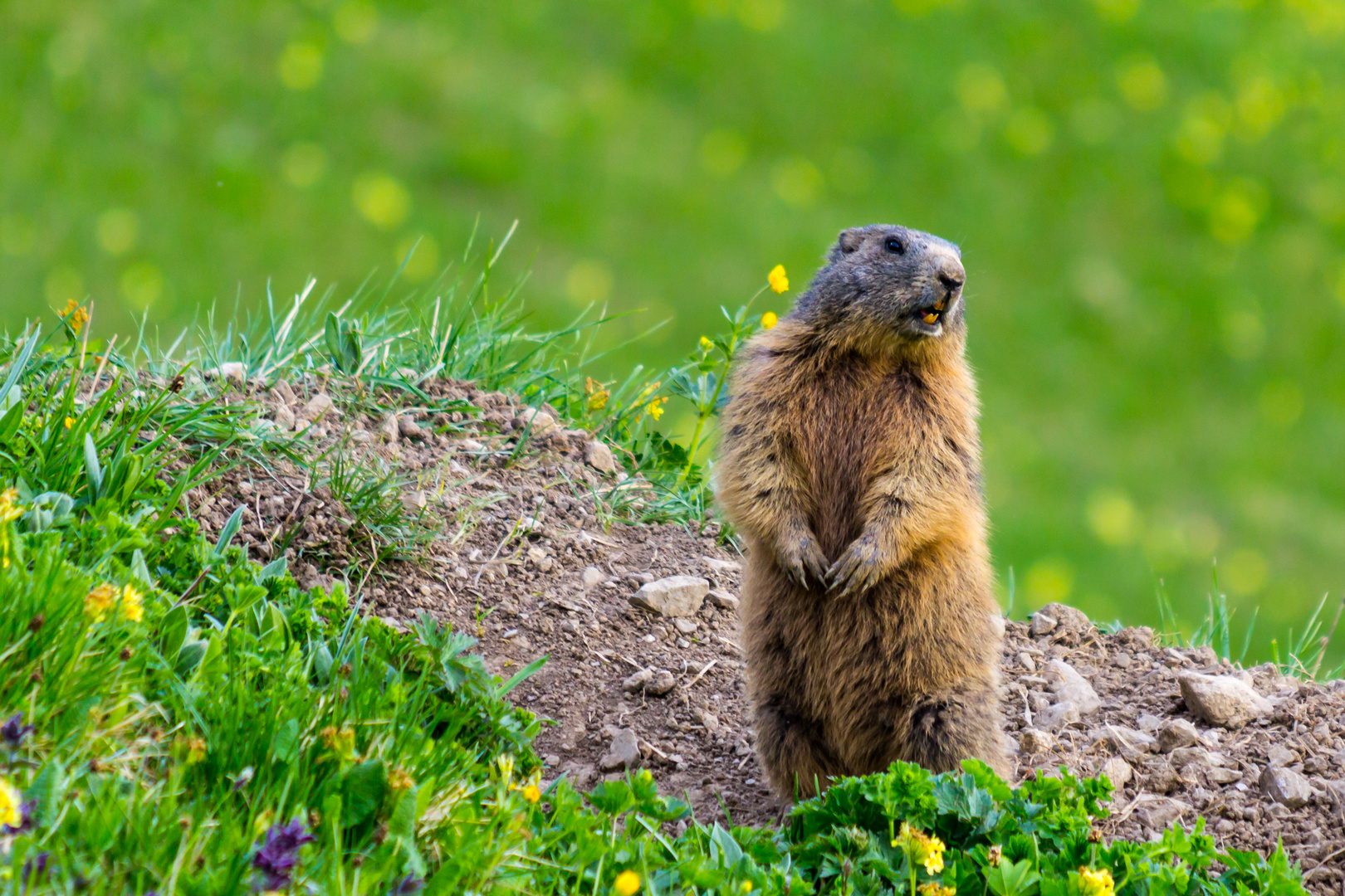 Stehendes Murmeltier in den europäischen Alpen