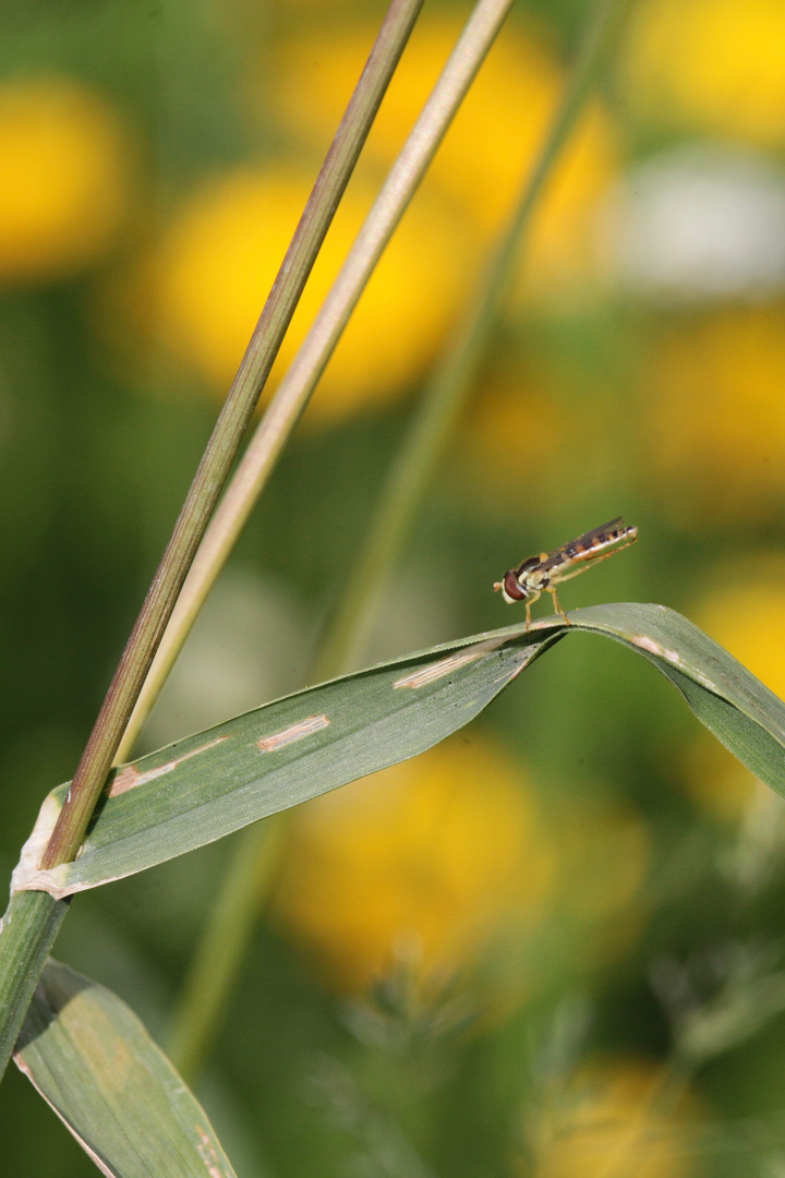 Stehfliegen