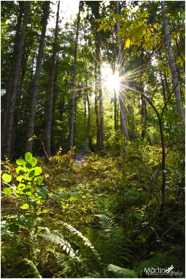 Stehlampe im Wald