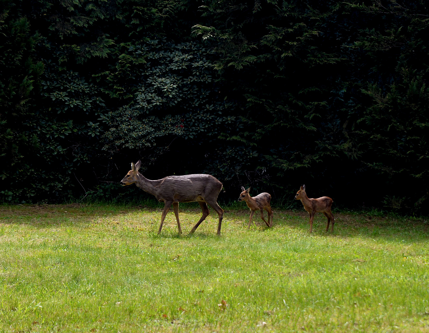 steh'n Rehe auf dem Flur