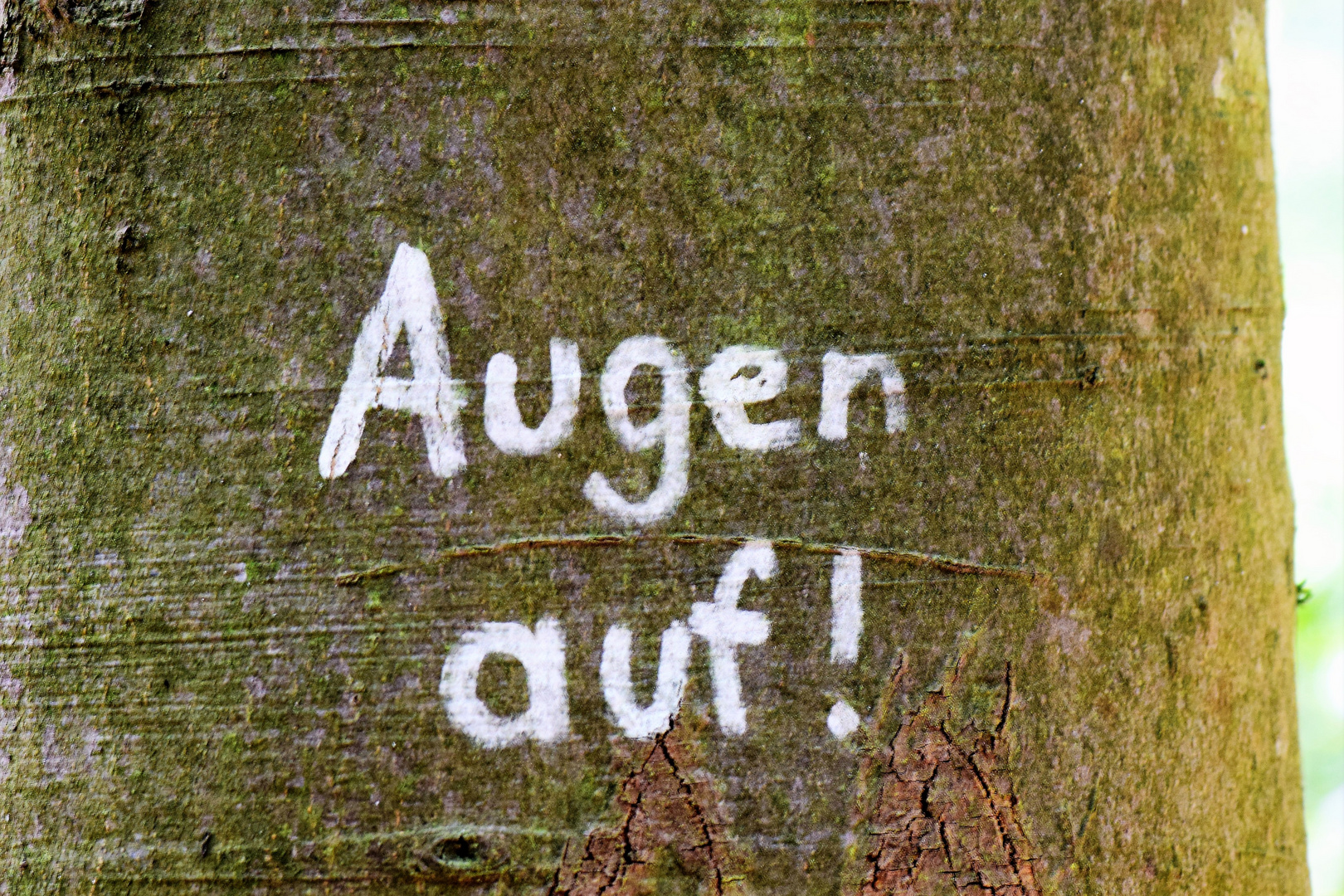 ....... steht auf dem Baum.