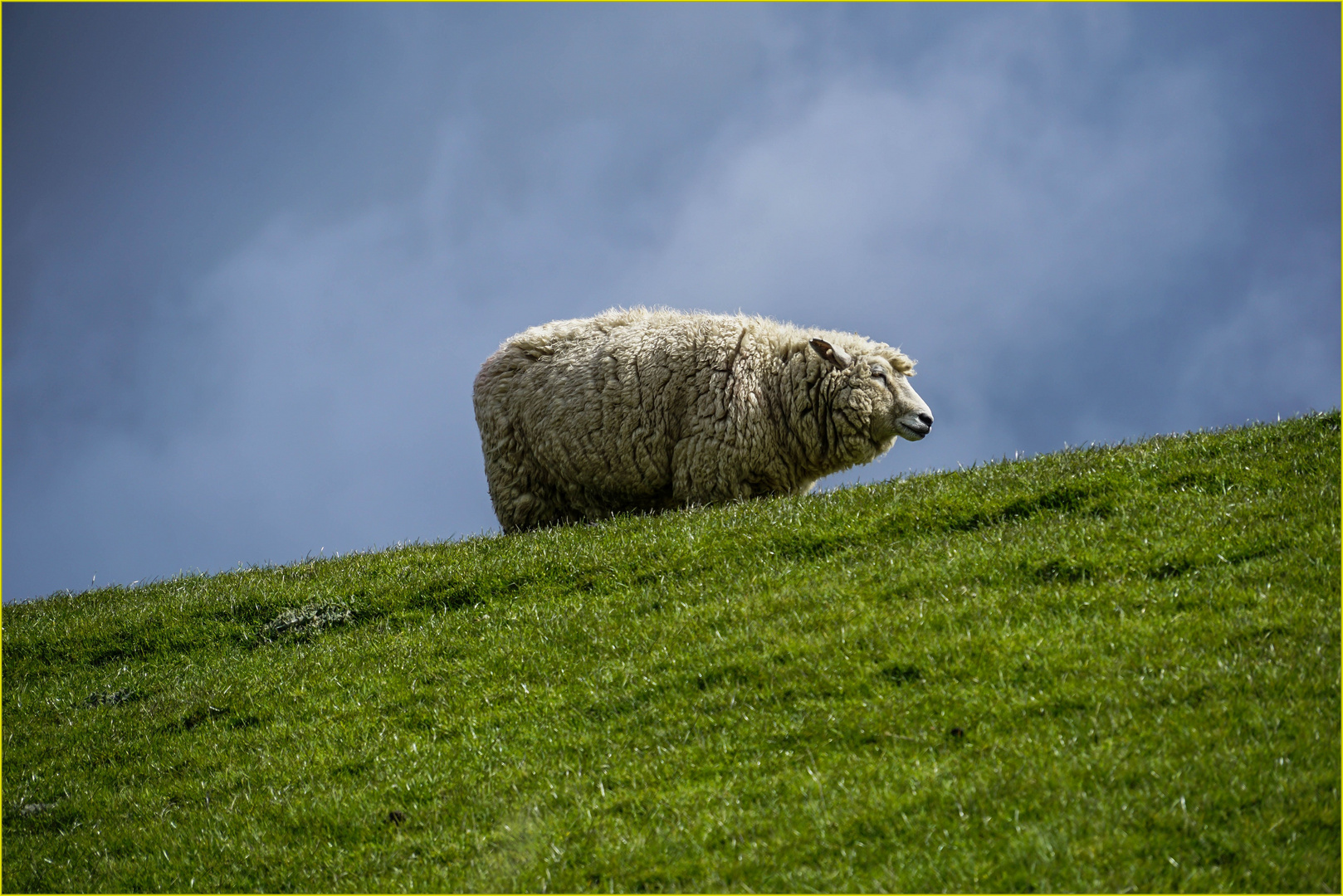 Steht das Schaf auf dem Deich. Foto & Bild schaf, natur, landschaft Bilder auf Steht das Schaf auf dem Deich. Foto & Bild schaf, natur, landschaft Bilder auf