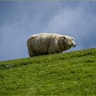 Steht das Schaf auf dem Deich ....