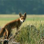 Steht der Fuchs auf dem Mist...