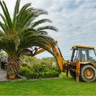 Steht die Palme einmal krumm, schau Dich nach 'nem Bagger um!