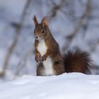 Steht ein Eichhörnchen im Walde 