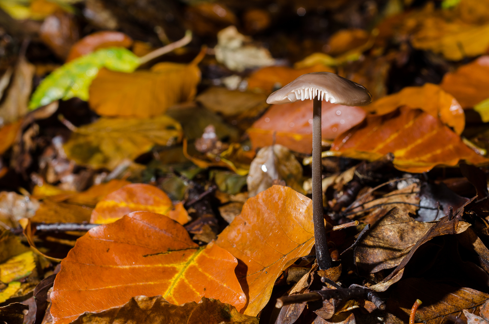 Steht ein Pil(s)z im Wald, kommt ein Reh und trinkt´s aus