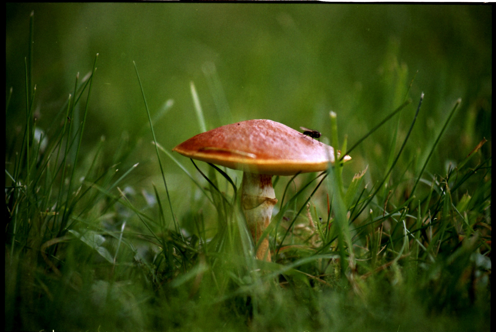 Steht ein Pilz im Wald...