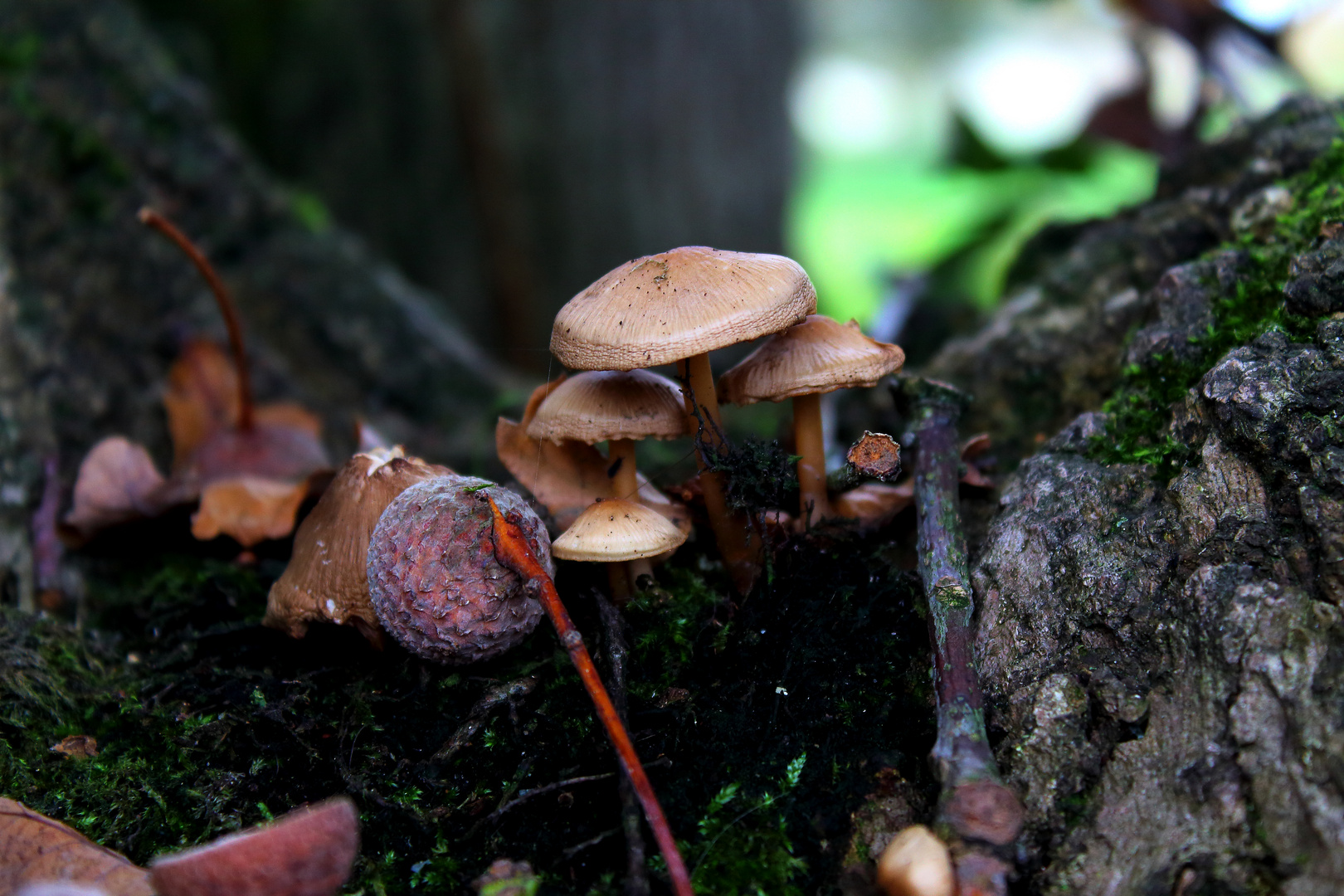 Steht ein Pilz im Wald