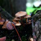 Steht ein Pilz im Wald