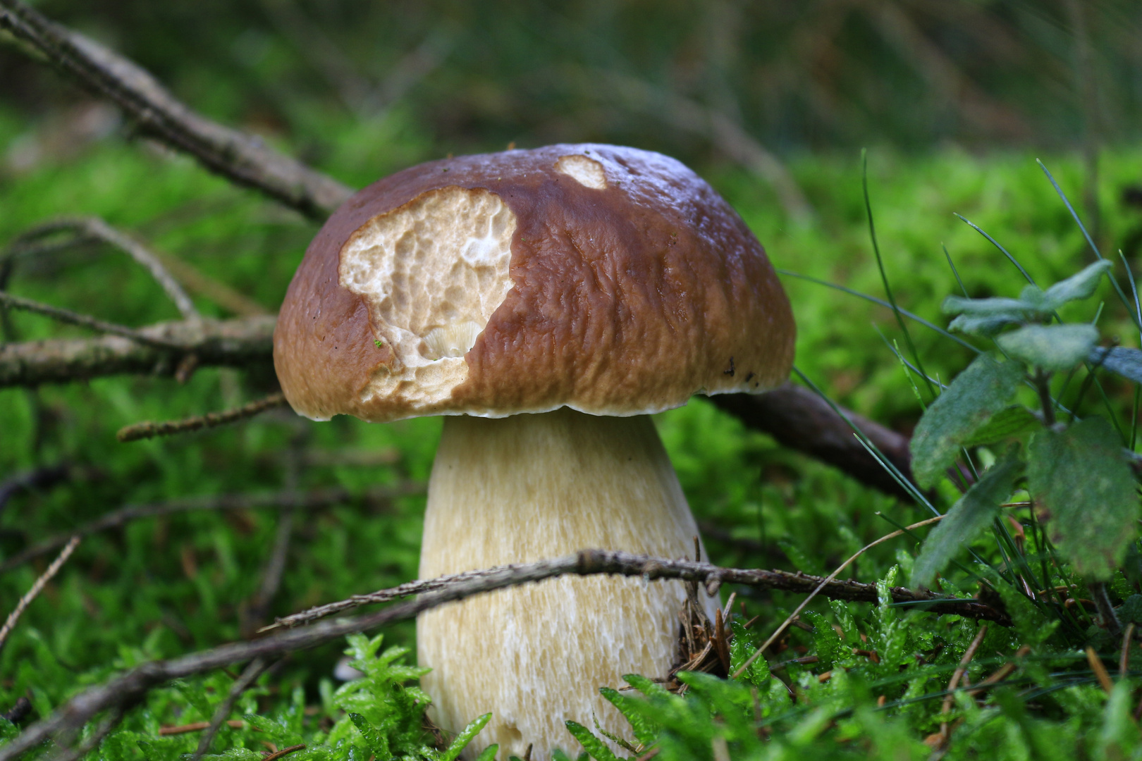 steht ein Pilz im Wald