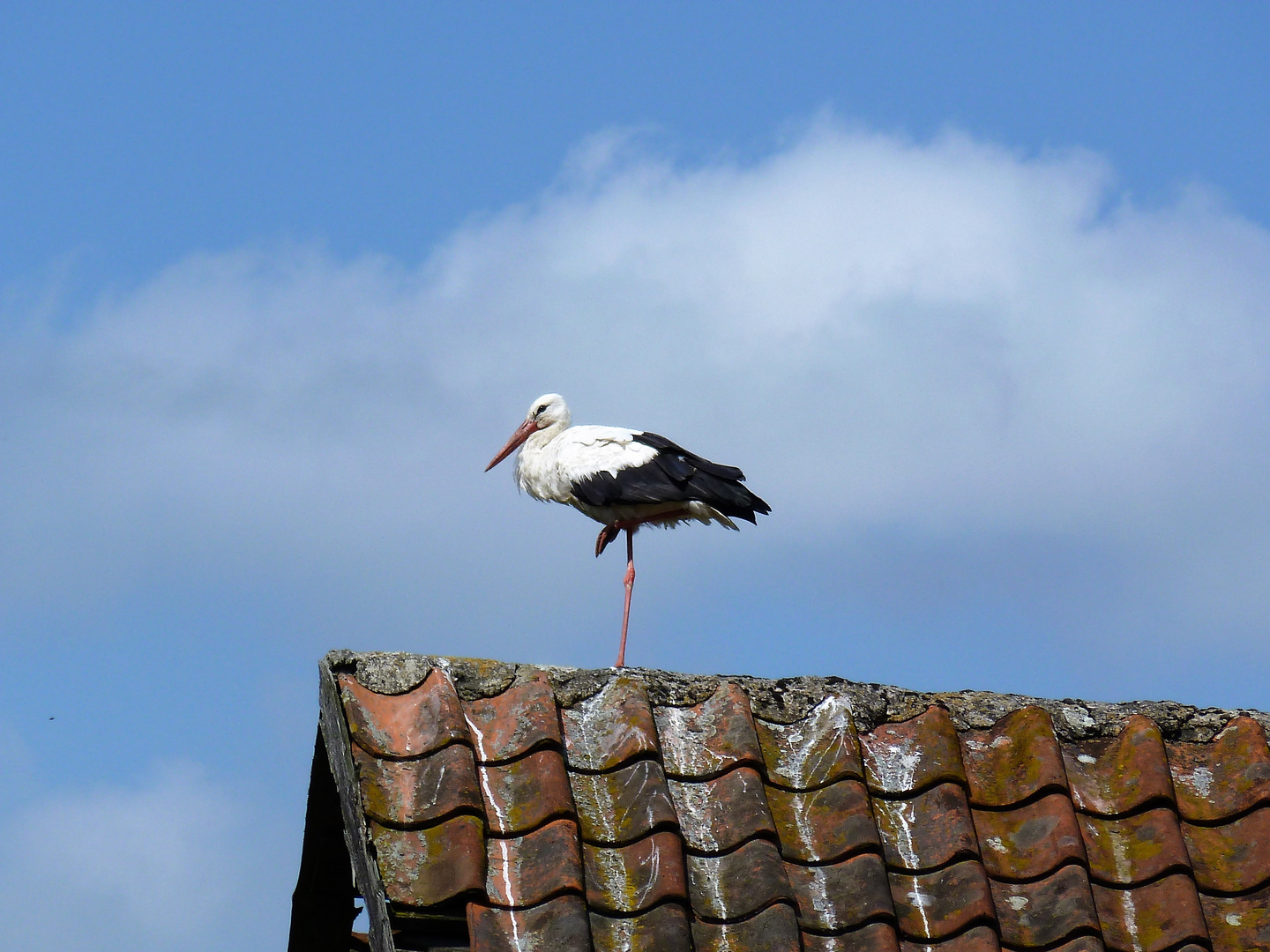 Steht ein Storch auf dem Dach ...