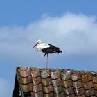 Steht ein Storch auf dem Dach ...