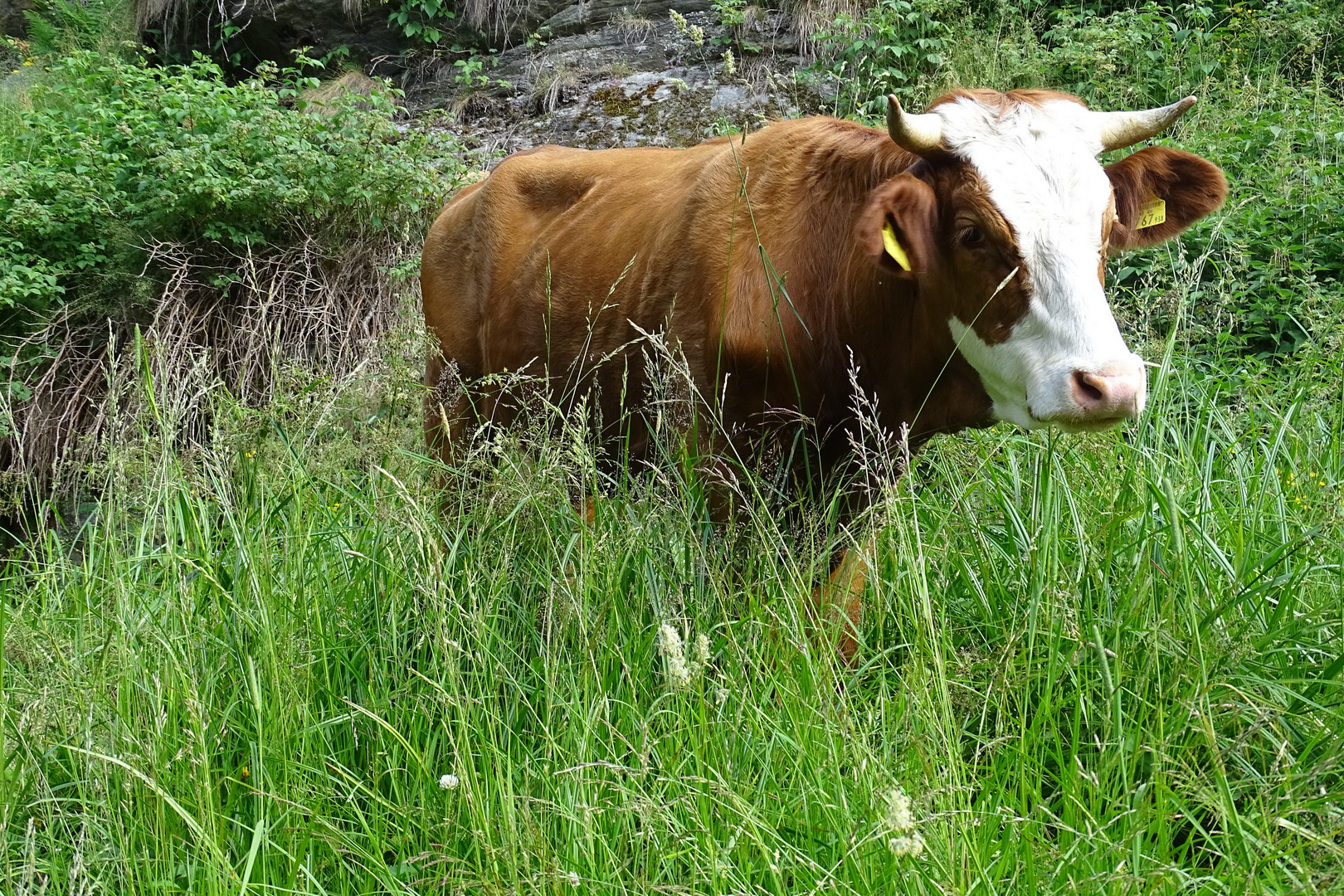 Steht gut im "Futter"