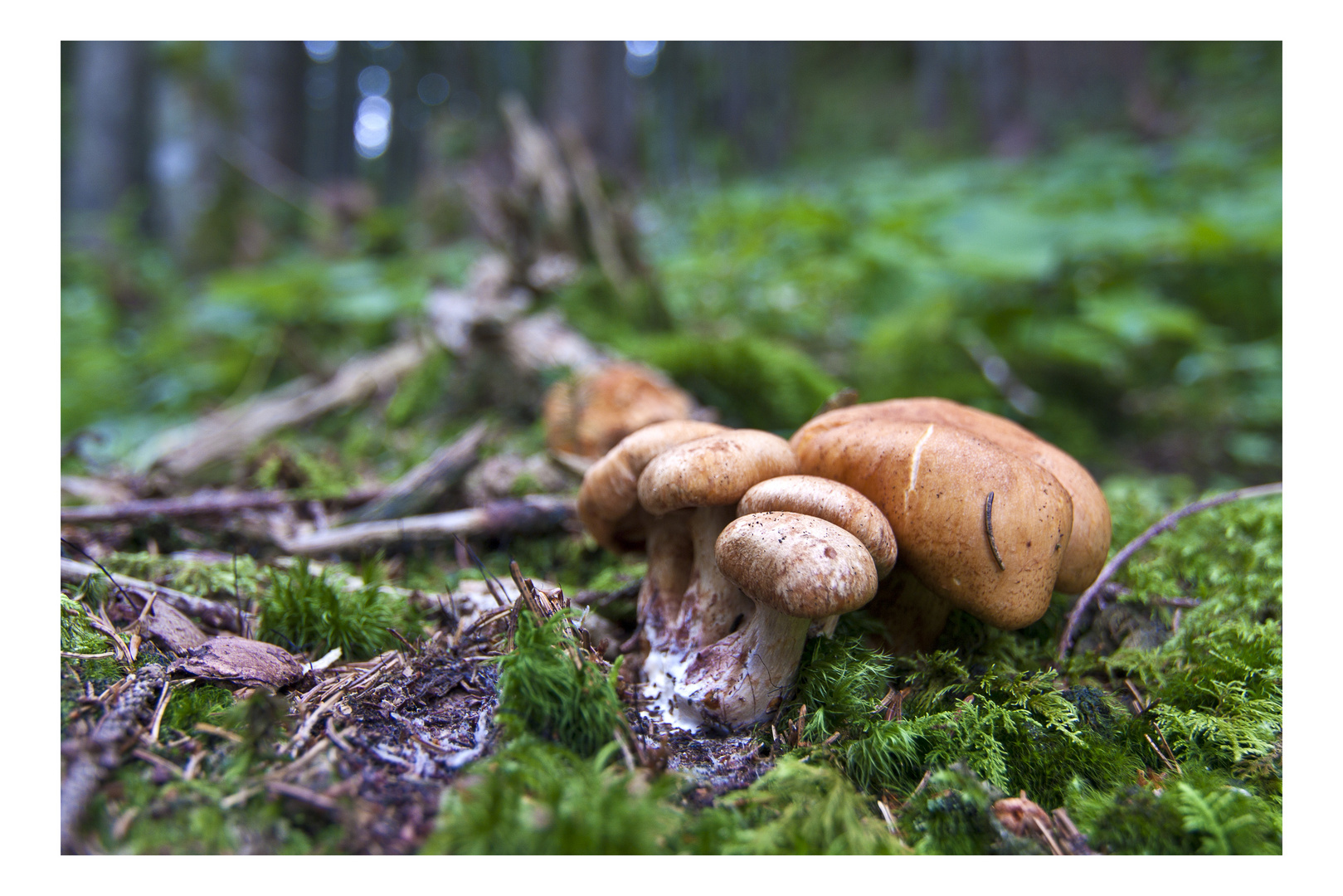 ... steht im Wald auf einem Bein ...