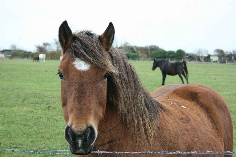 Steht mir der Pony ?