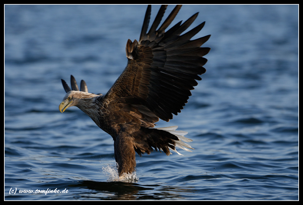 Steht nen Adler im Wasser