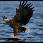 Steht nen Adler im Wasser