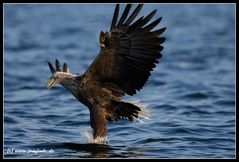 Steht nen Adler im Wasser