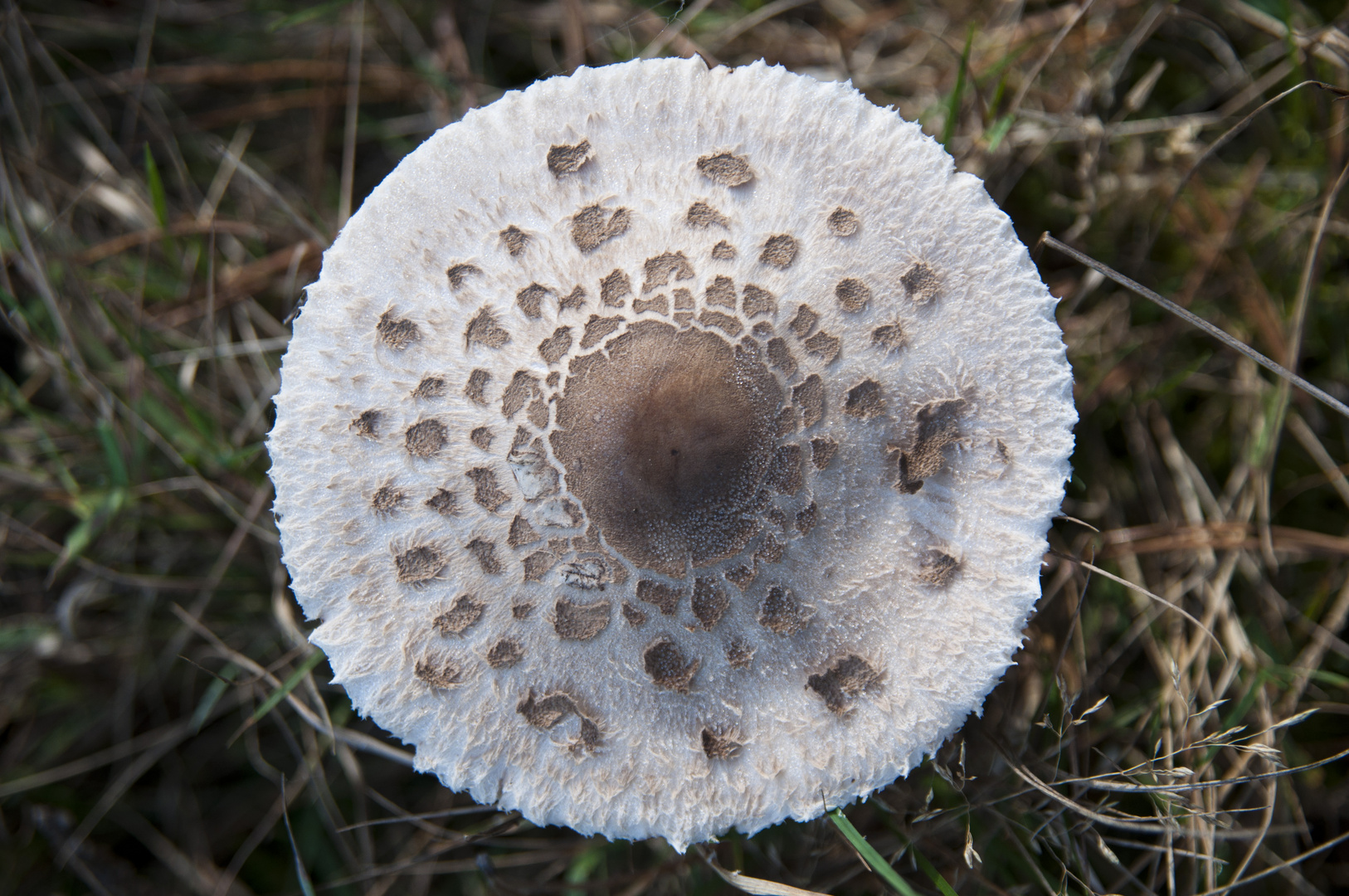 Steht´n Pilz im Wald.......