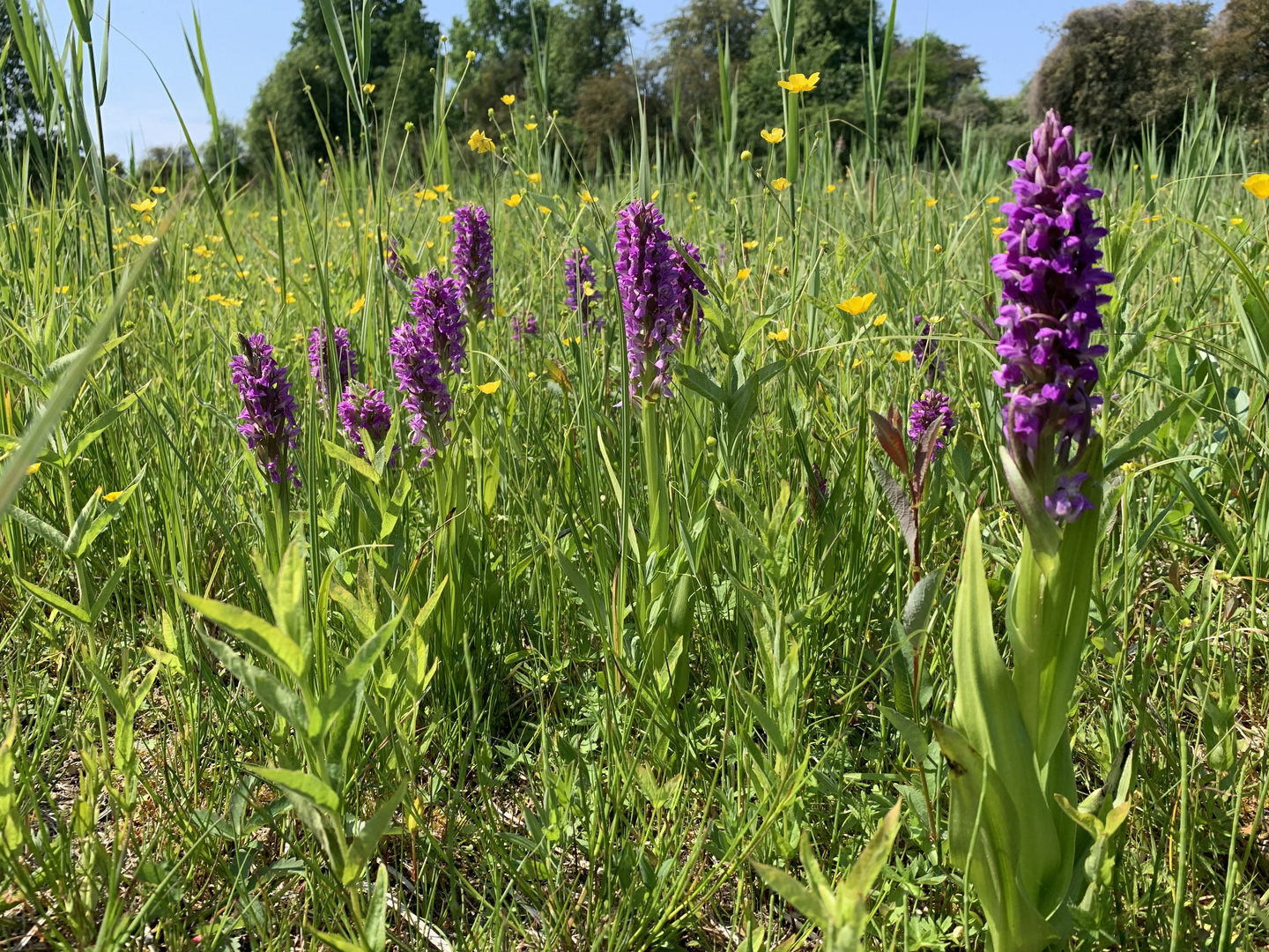 Steifblättriges Knabenkraut (Dactylorhiza incarnata)...