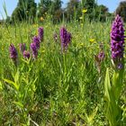 Steifblättriges Knabenkraut (Dactylorhiza incarnata)...