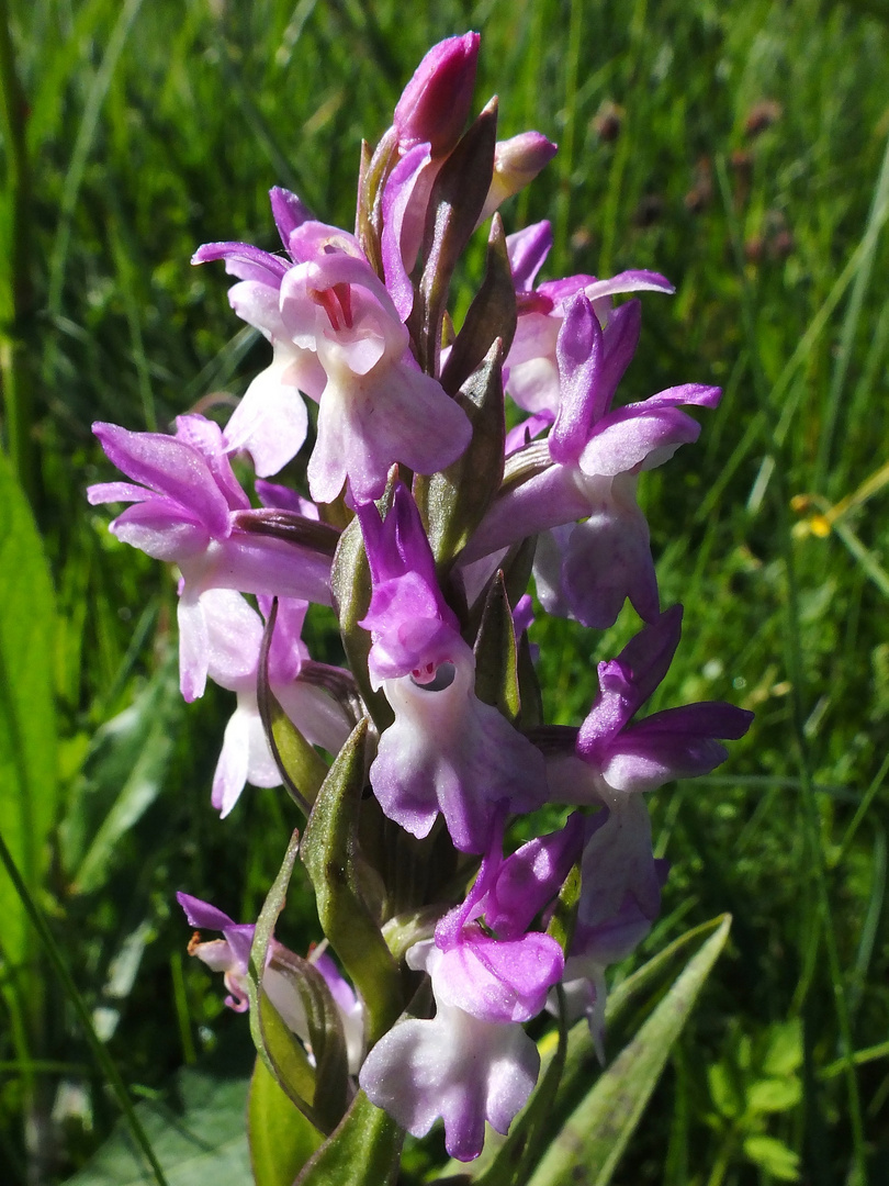 Steifblättriges Knabenkraut (Dactylorhiza incarnata ssp. incarnata)