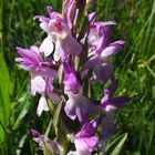 Steifblättriges Knabenkraut (Dactylorhiza incarnata ssp. incarnata)