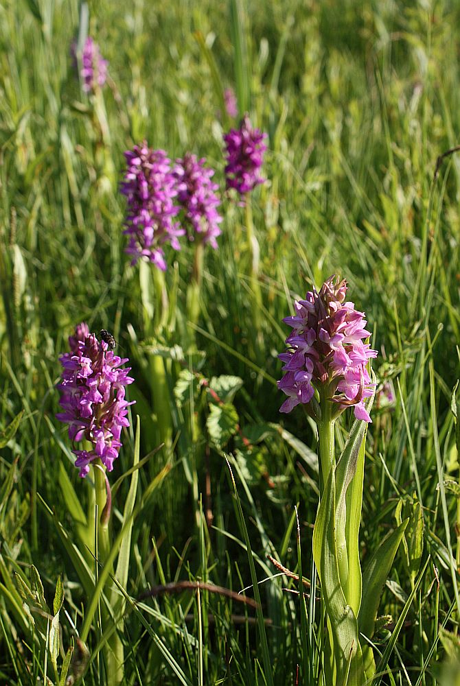 Steifblättriges Knabenkraut (Dactylorhiza incarnata ssp. incarnata)