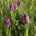 Steifblättriges Knabenkraut (Dactylorhiza incarnata ssp. incarnata)